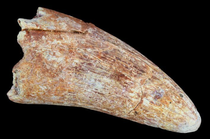 Bargain, Cretaceous Fossil Crocodile Tooth - Morocco #122461